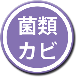 菌類 カビ